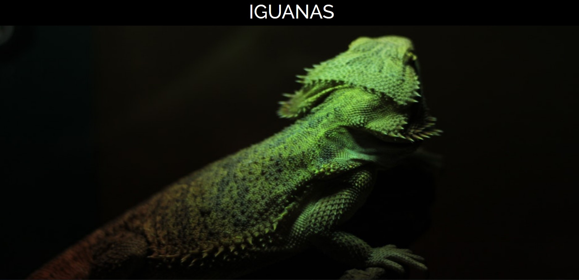 Repositorio iguana page